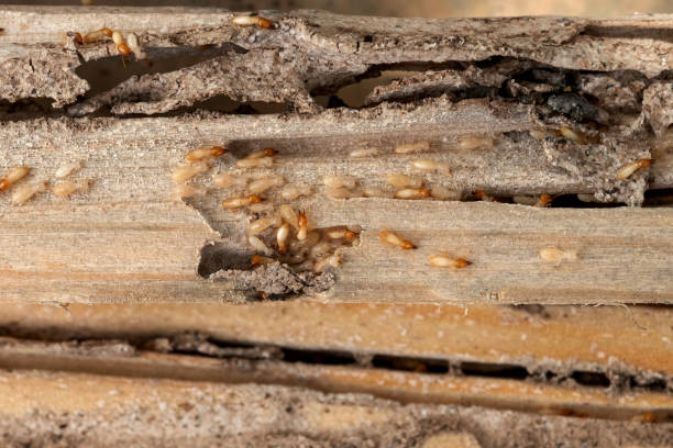 Best Pest Control Treatment  in Ferron, UT
